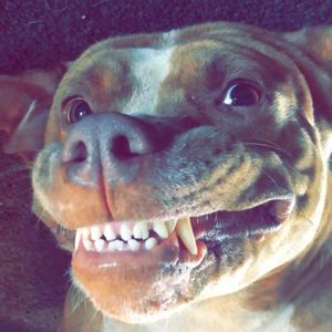 Meet your Posher, Curtis